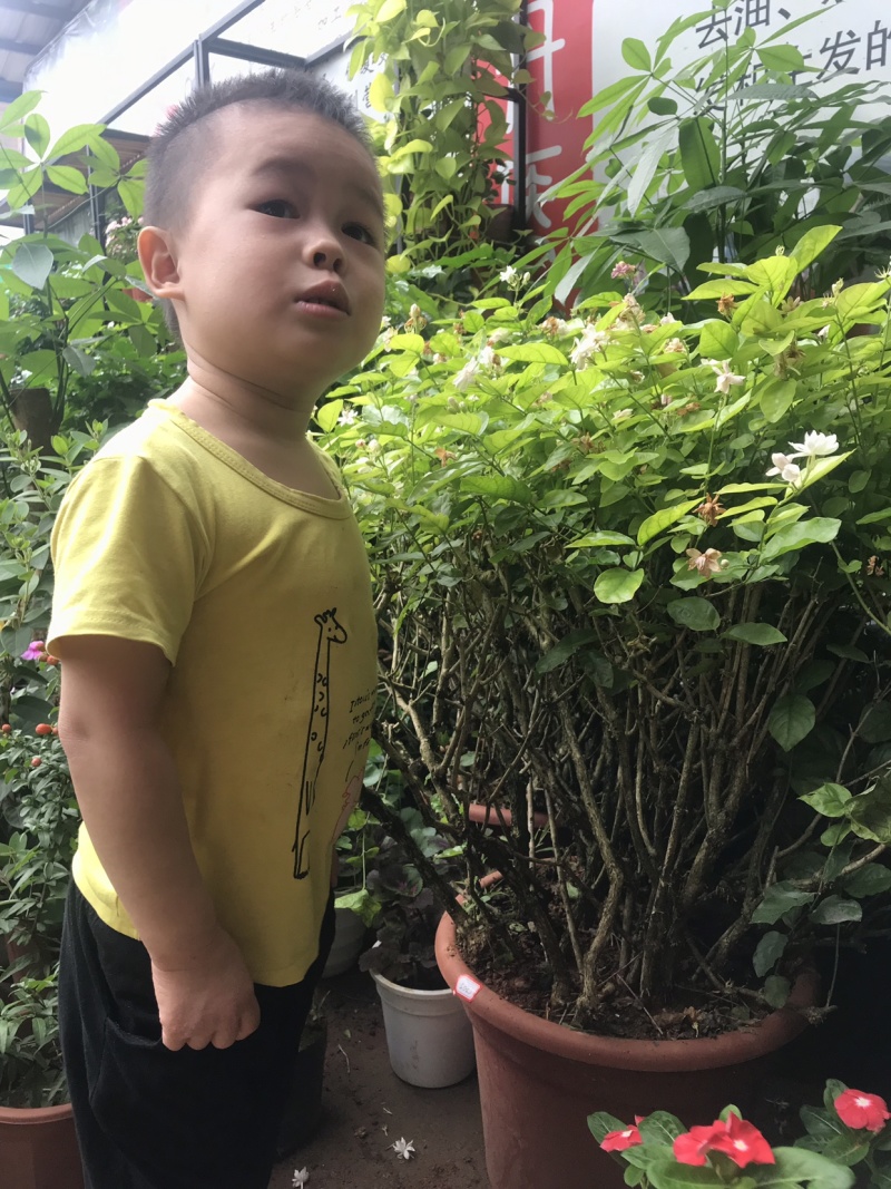 茉莉花含盆