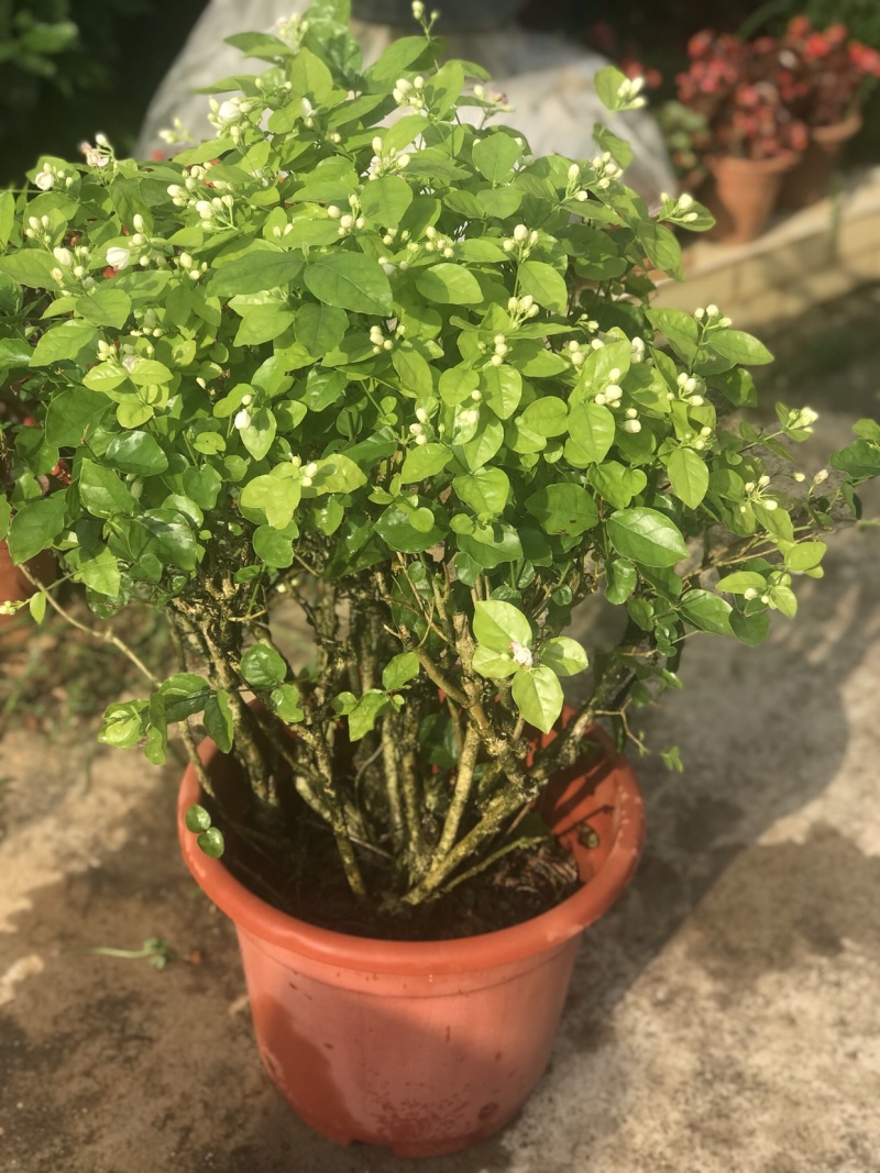 茉莉花含盆