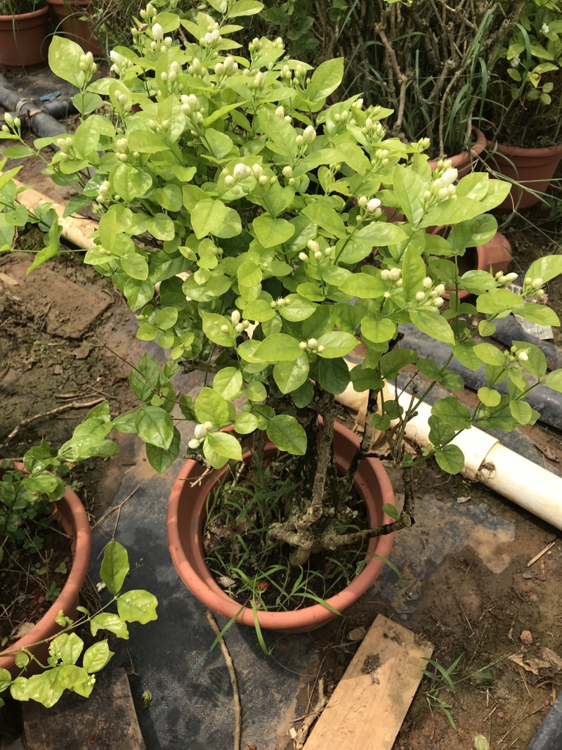 茉莉花含盆