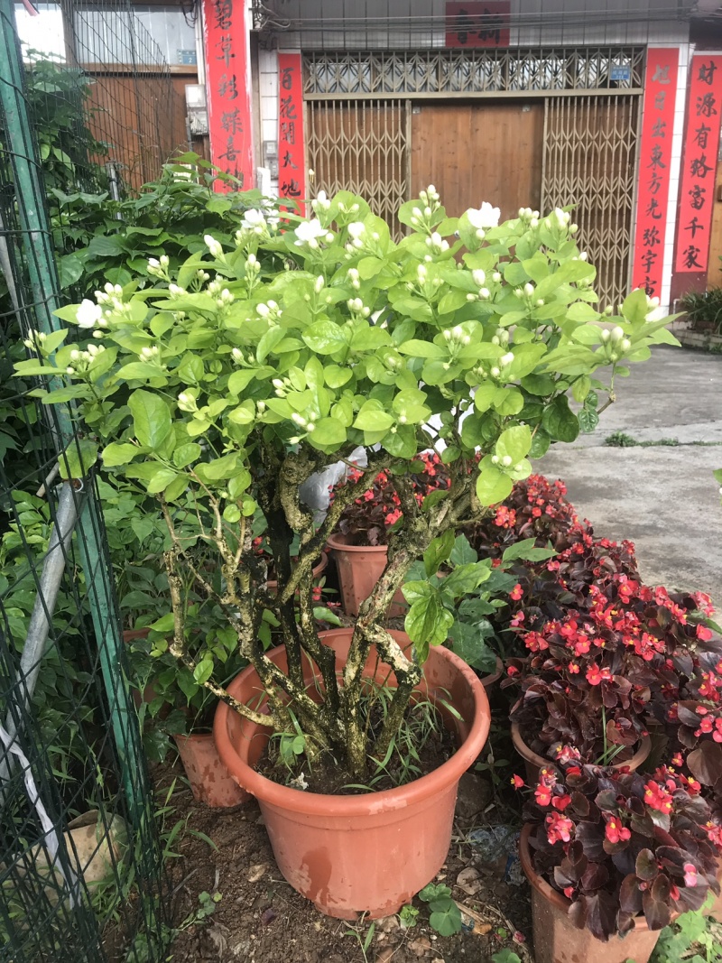 茉莉花含盆