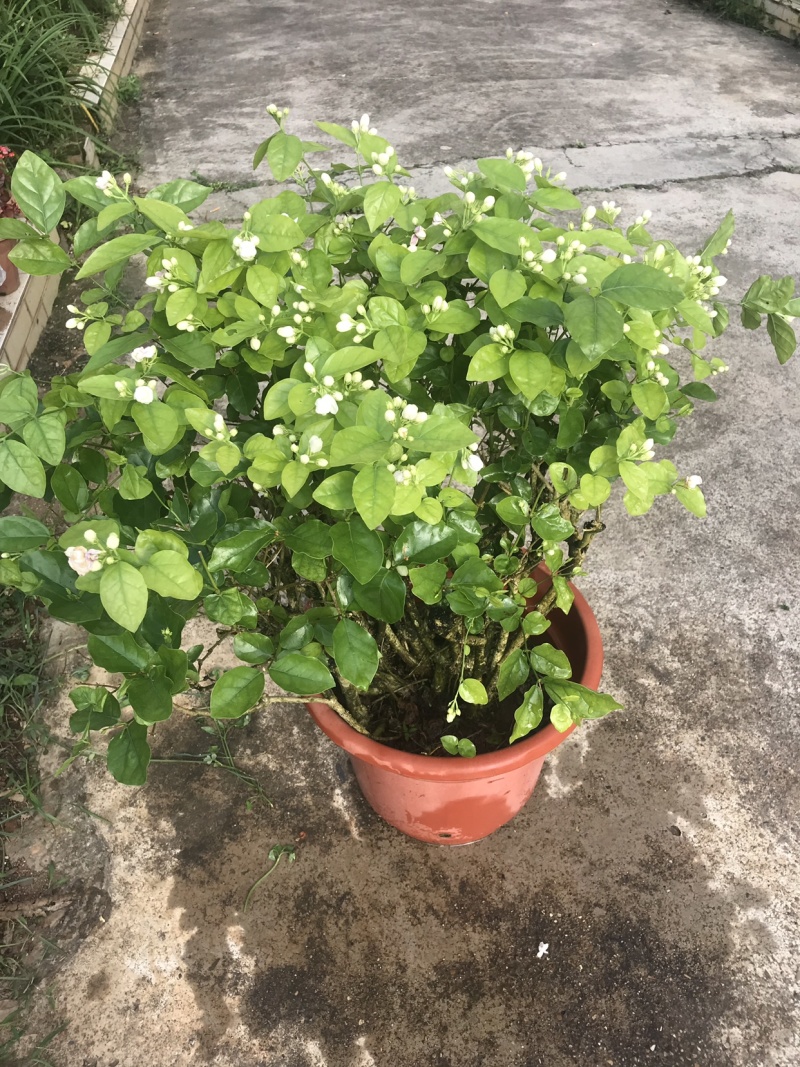 茉莉花含盆