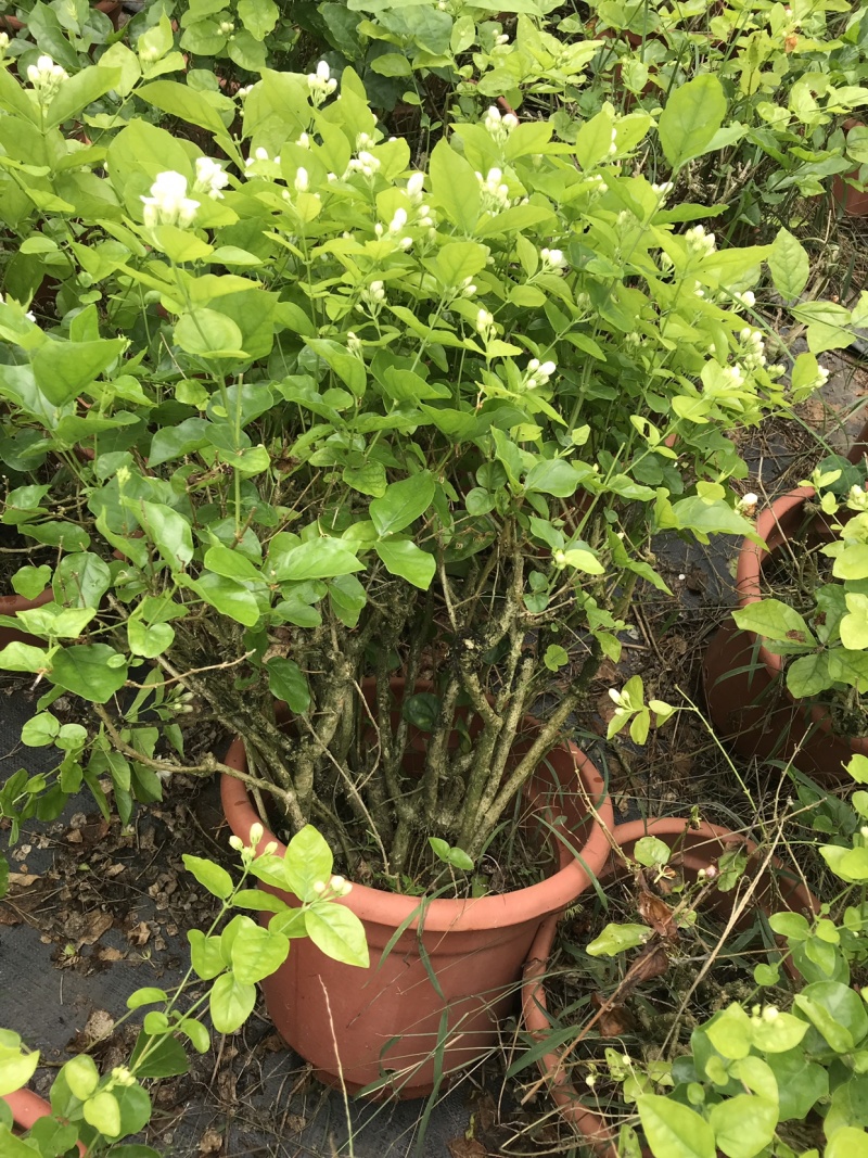 茉莉花含盆