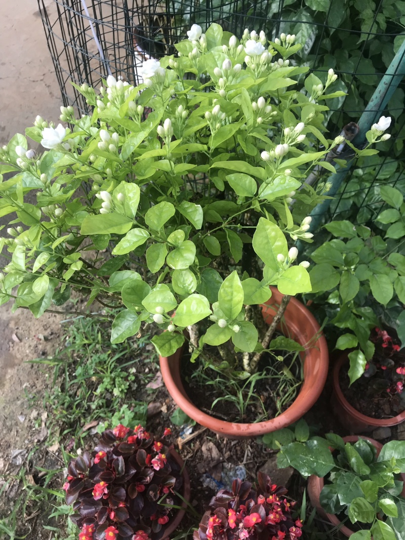 茉莉花含盆