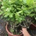 茉莉花含盆