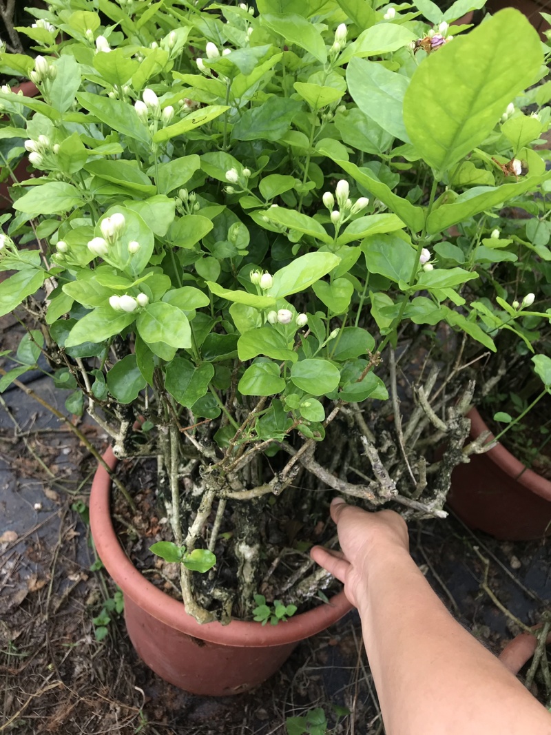 茉莉花含盆