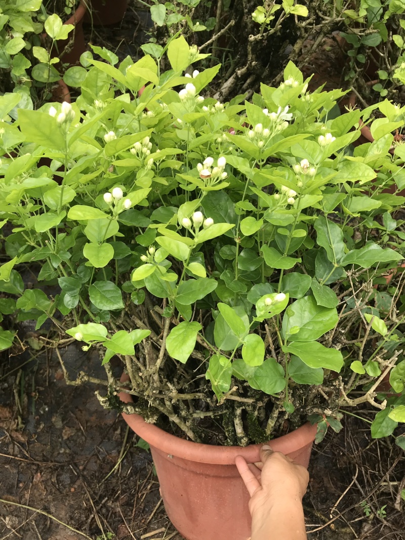 茉莉花含盆