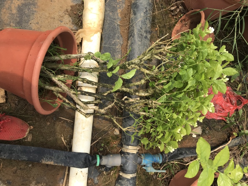 茉莉花含盆