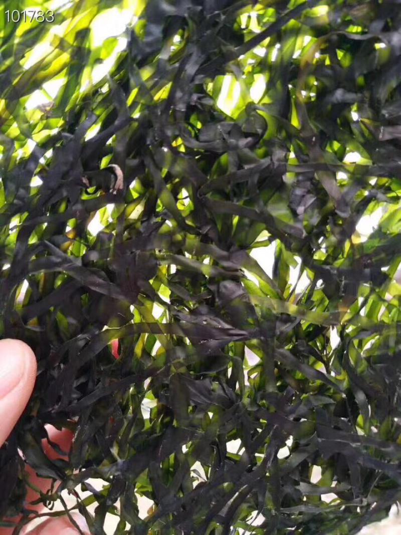 海带结海带丝海带头