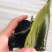 海带结海带丝海带头