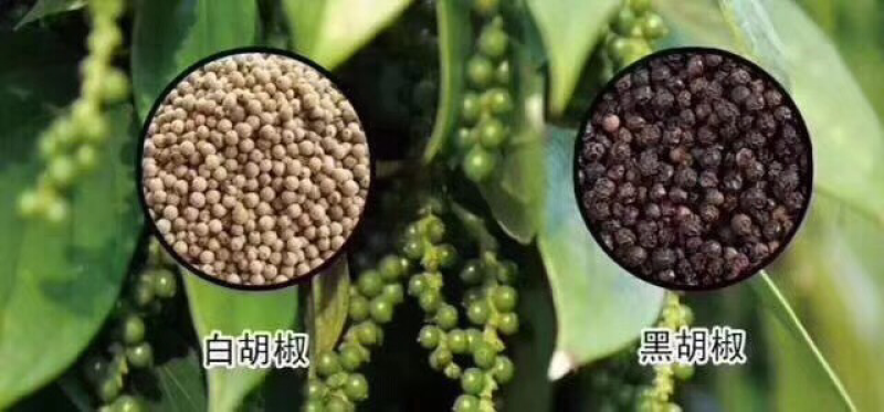 海南胡椒