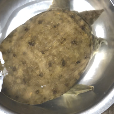 精品甲鱼0.7-4.6斤甲鱼湖北深山甲鱼有好货
