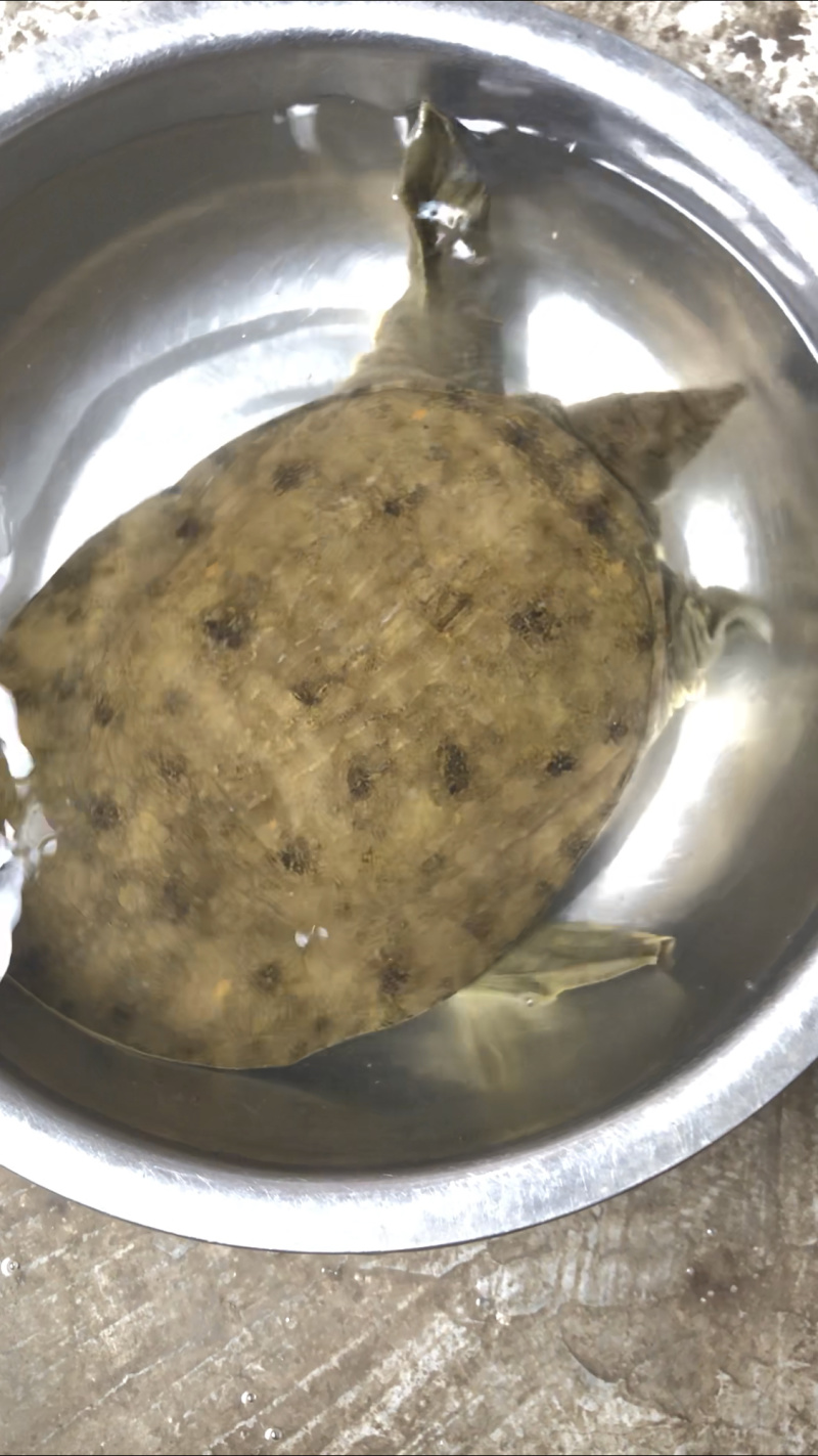 精品甲鱼0.7-4.6斤甲鱼湖北深山甲鱼有好货