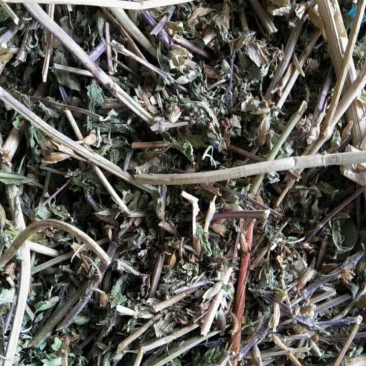 新疆香青兰处理