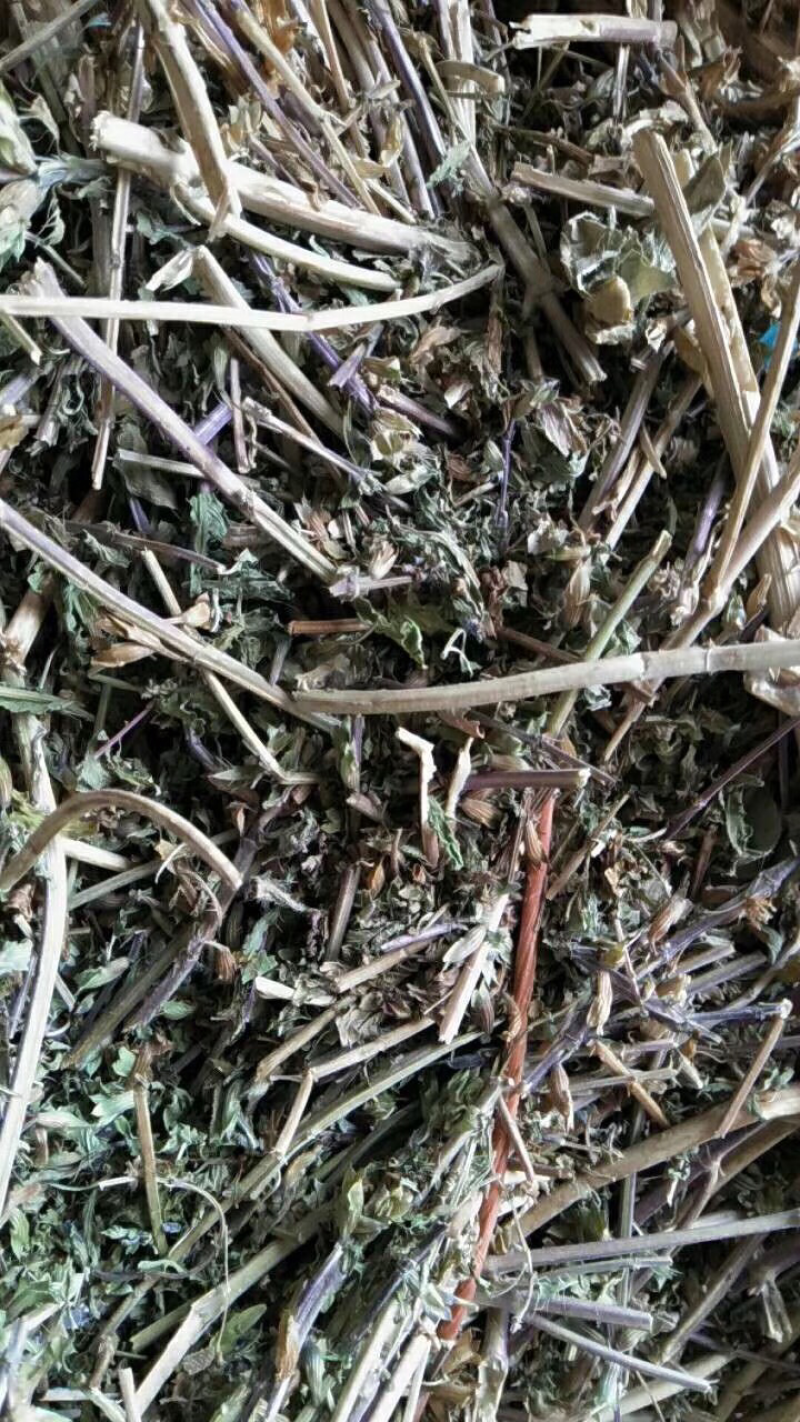 新疆香青兰处理