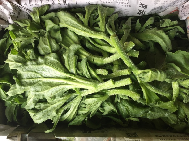冰草
