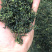 蒲公英根茶
