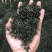 蒲公英根茶