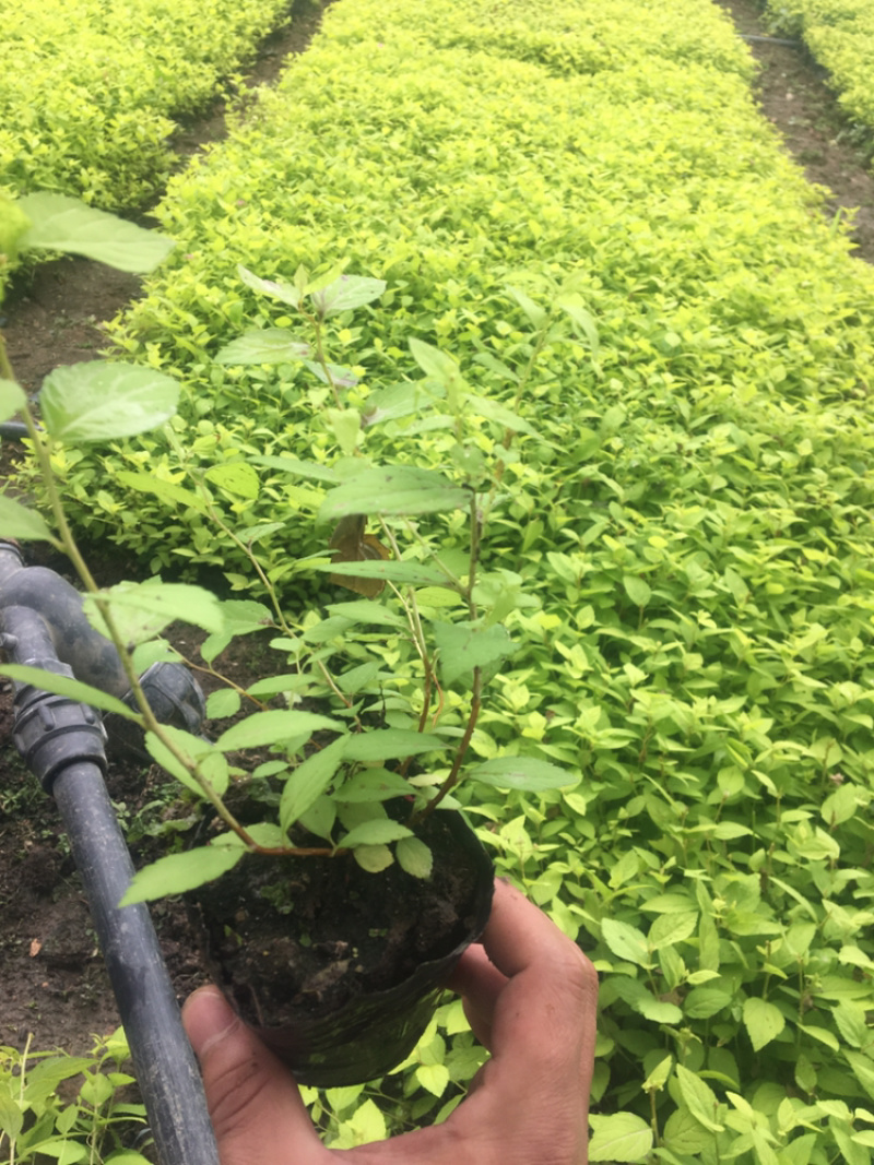 金山绣线菊，金艳绣线菊，还有杯苗，全国邮寄。