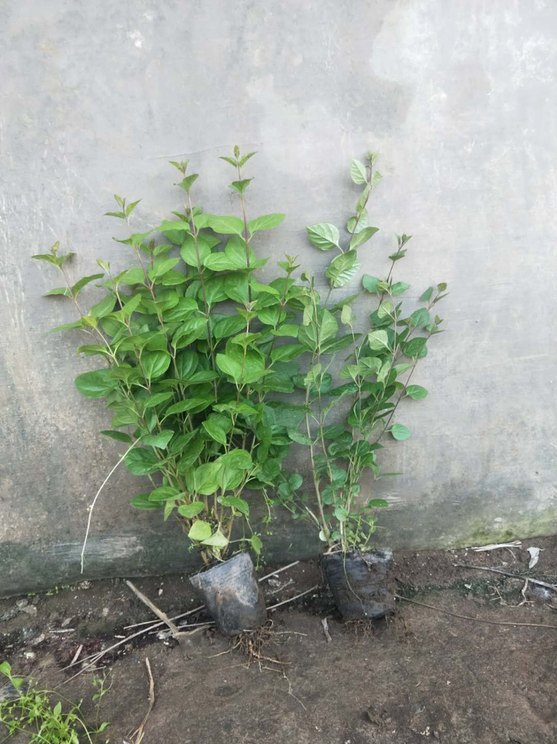 小叶丁香，紫丁香，红丁香，还有杯苗，全国邮寄