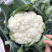 有机花、菜花】青梗白面散花、菜花大量供应、保证质量