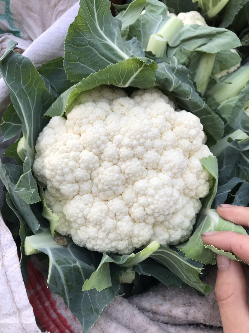 有机花、菜花】青梗白面散花、菜花大量供应、保证质量