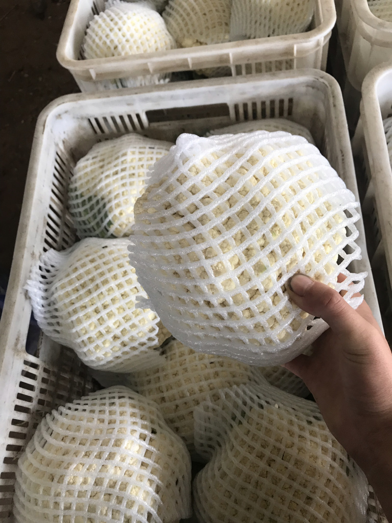 有机花、菜花】青梗白面散花、菜花大量供应、保证质量