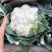 有机花、菜花】青梗白面散花、菜花大量供应、保证质量