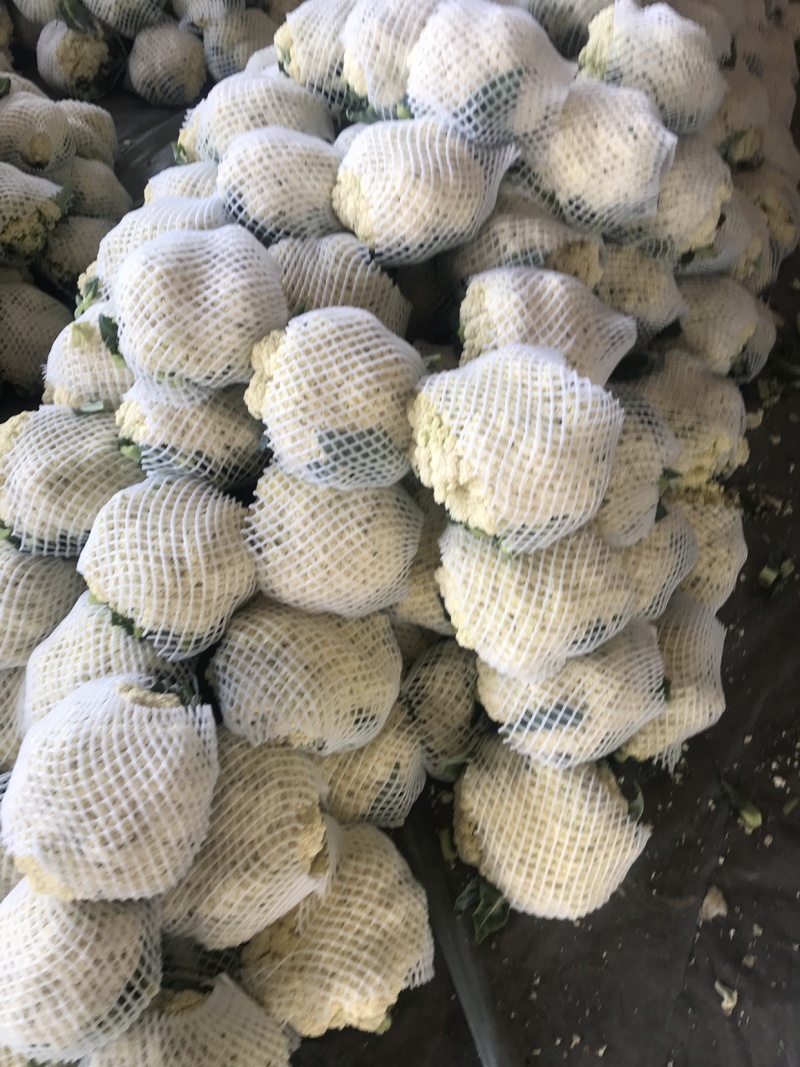 有机花、菜花】青梗白面散花、菜花大量供应、保证质量