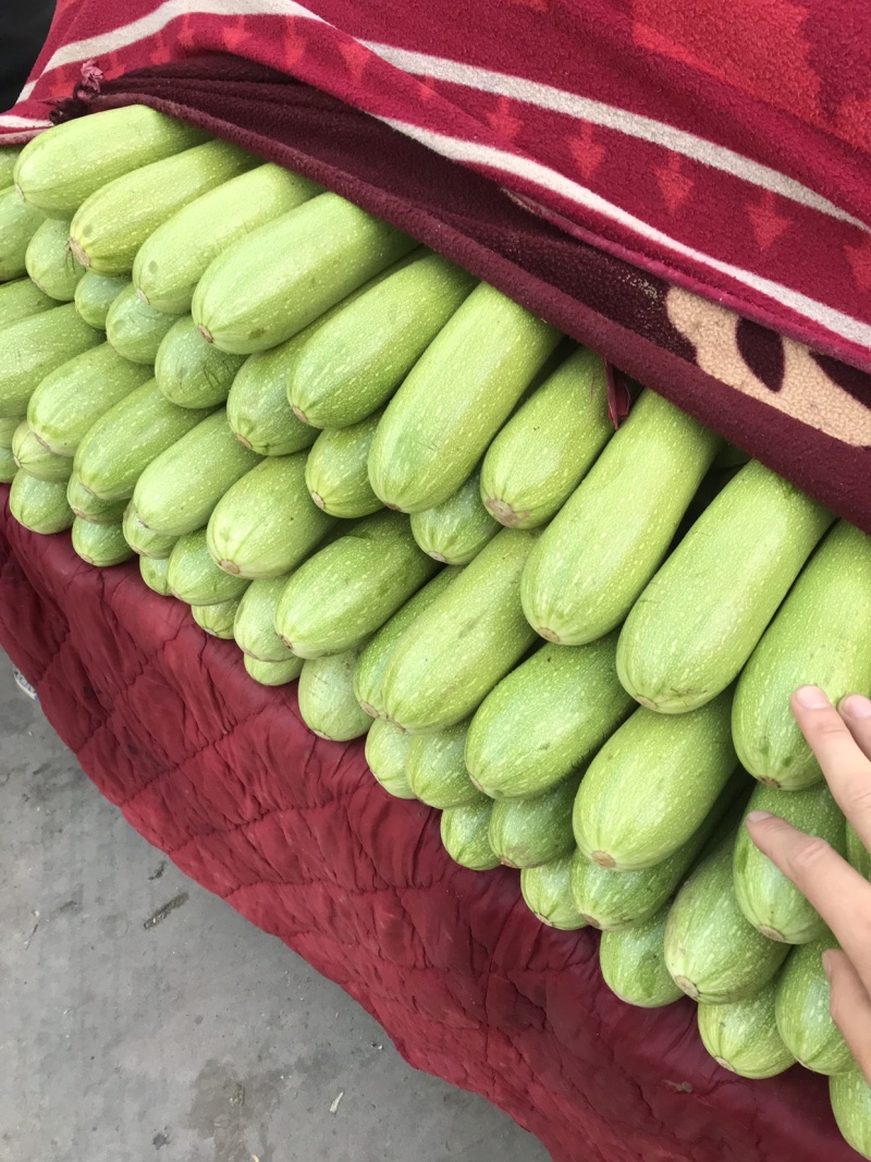 西葫芦、绿箭、大量供货蔬菜齐全欢迎商超老板采购