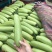 西葫芦、绿箭、大量供货蔬菜齐全欢迎商超老板采购