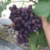 葡萄基地大量供应巨圣一号葡萄，巨盛精品红提，欢迎合作