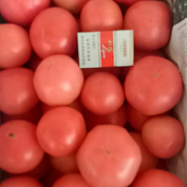 精品西红柿西红柿虎三起