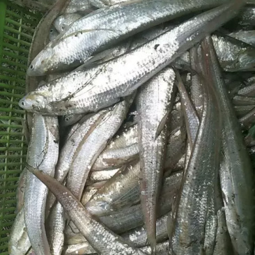 野生鲜刀鱼