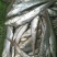 野生鲜刀鱼