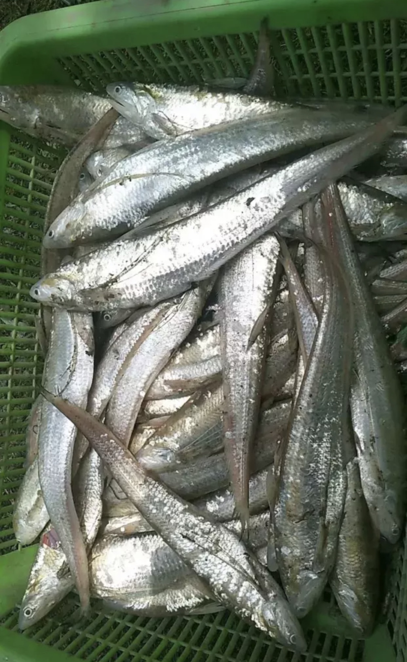 野生鲜刀鱼