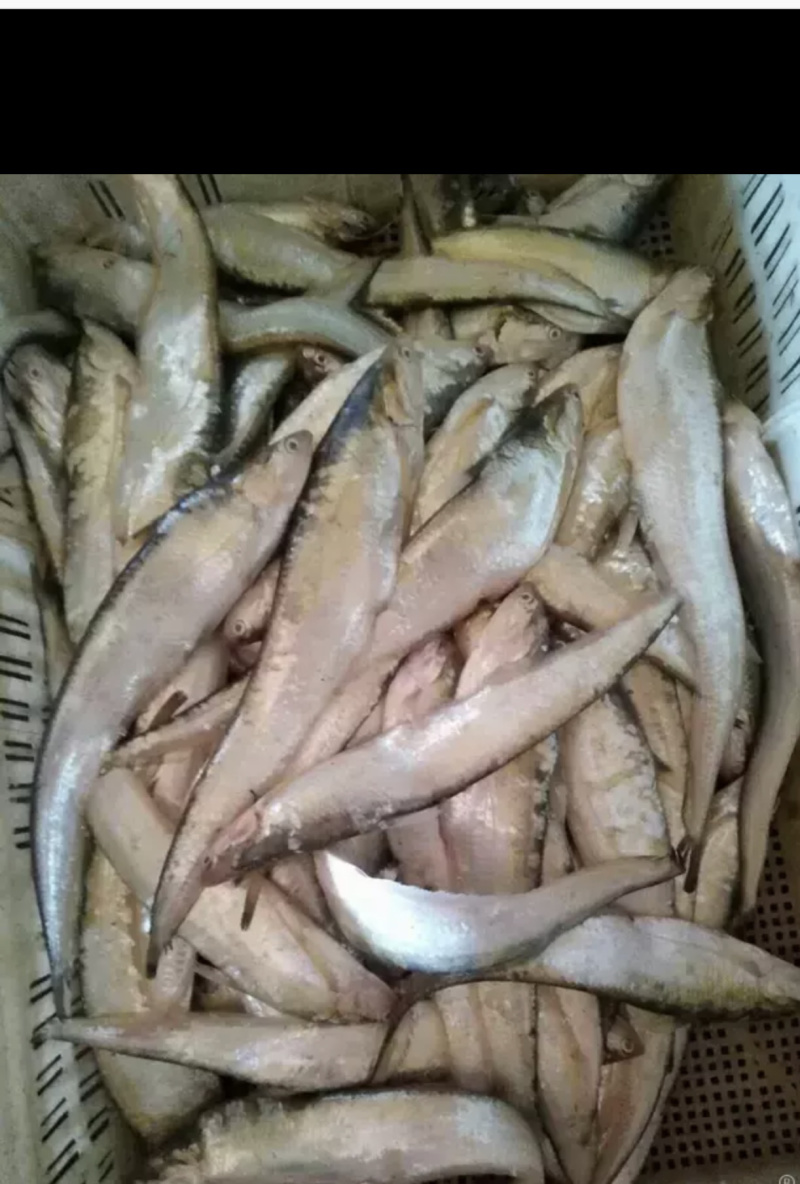 野生鲜刀鱼