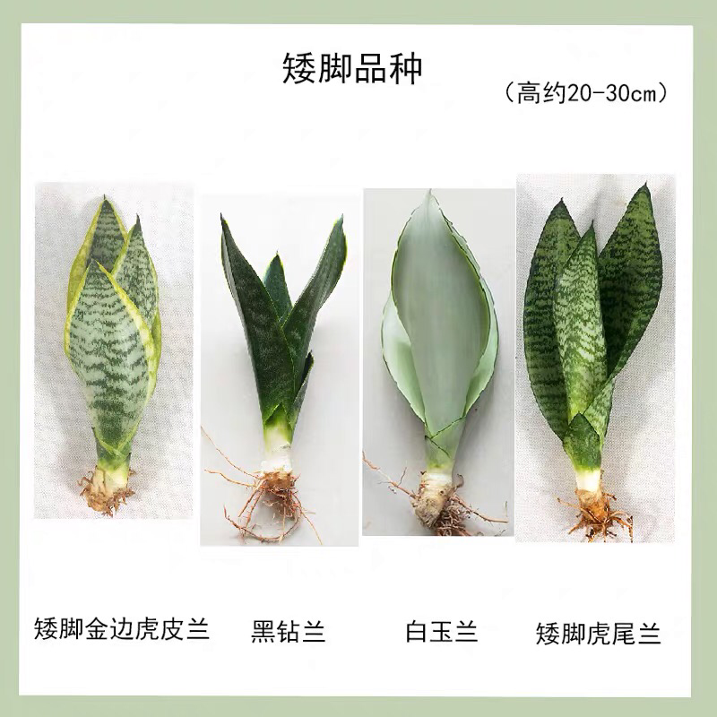虎皮兰裸根序列绿植盆栽基地一手批发电商直销多肉植物