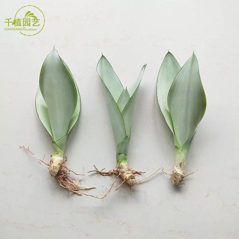 虎皮兰裸根序列绿植盆栽基地一手批发电商直销多肉植物