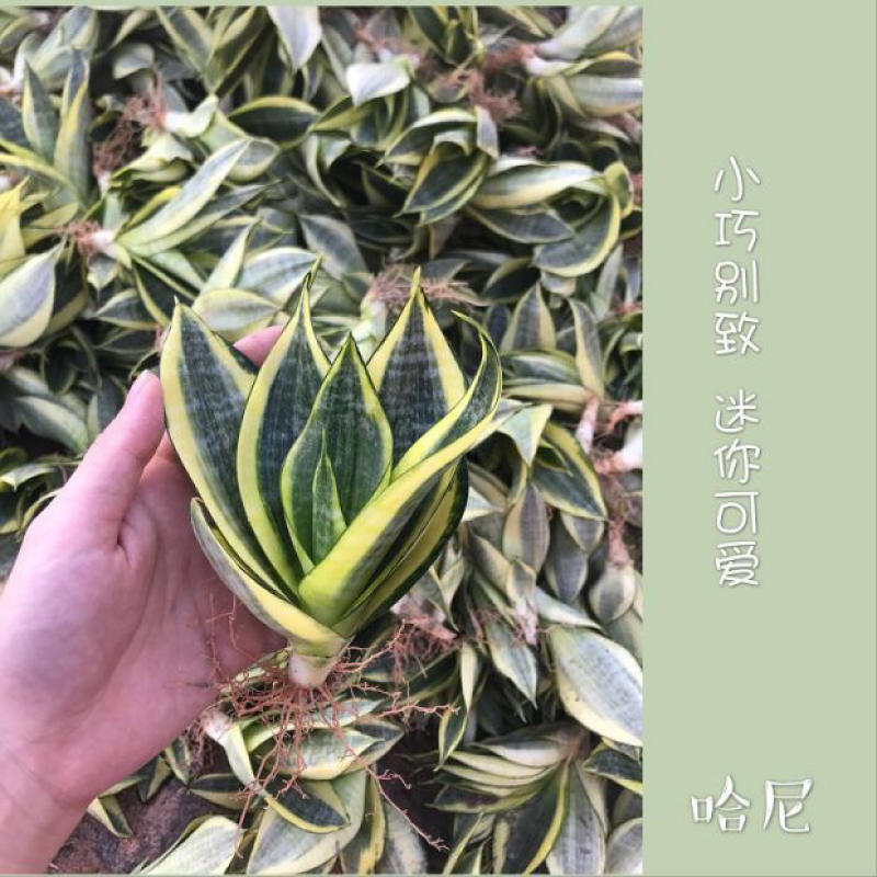 虎皮兰裸根序列绿植盆栽基地一手批发电商直销多肉植物