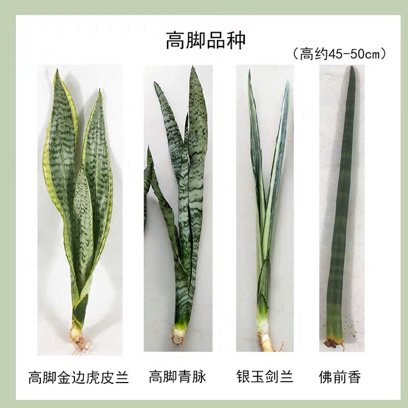 虎皮兰裸根序列绿植盆栽基地一手批发电商直销多肉植物