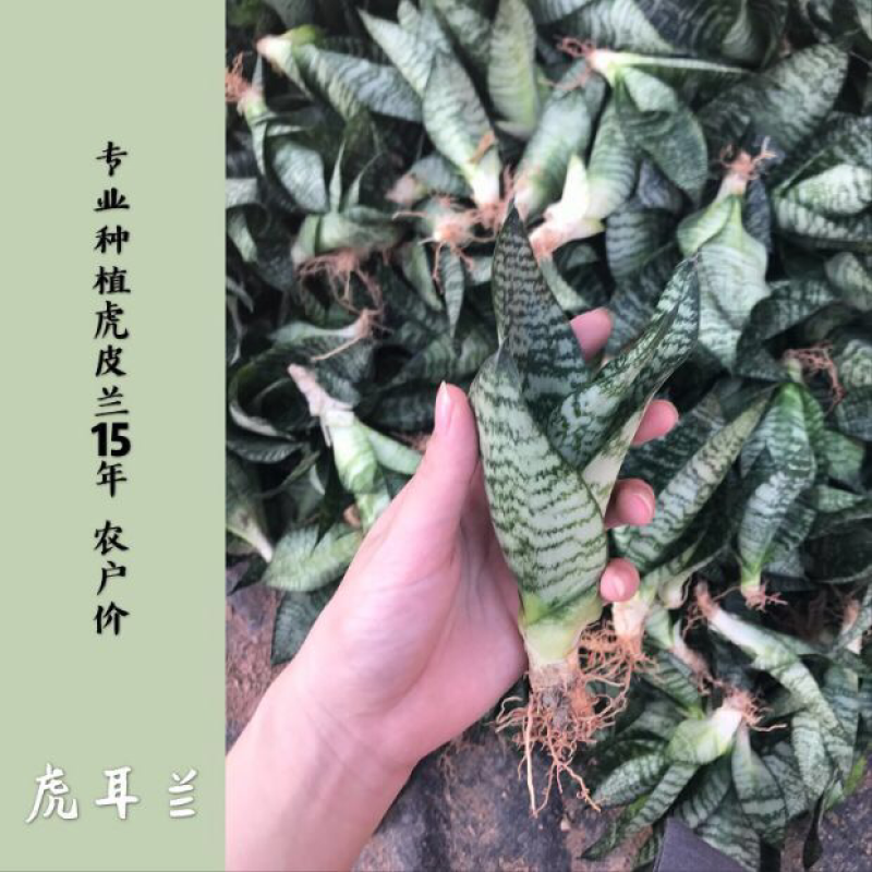 虎皮兰裸根序列绿植盆栽基地一手批发电商直销多肉植物
