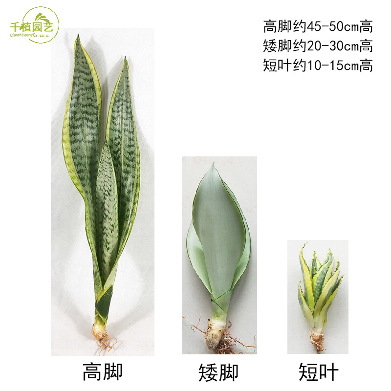 虎皮兰裸根序列绿植盆栽基地一手批发电商直销多肉植物