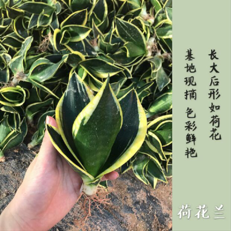 虎皮兰裸根序列绿植盆栽基地一手批发电商直销多肉植物