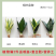 虎皮兰裸根序列绿植盆栽基地一手批发电商直销多肉植物