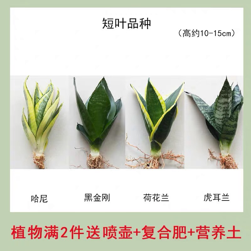 虎皮兰裸根序列绿植盆栽基地一手批发电商直销多肉植物
