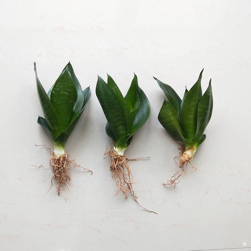 虎皮兰裸根序列绿植盆栽基地一手批发电商直销多肉植物
