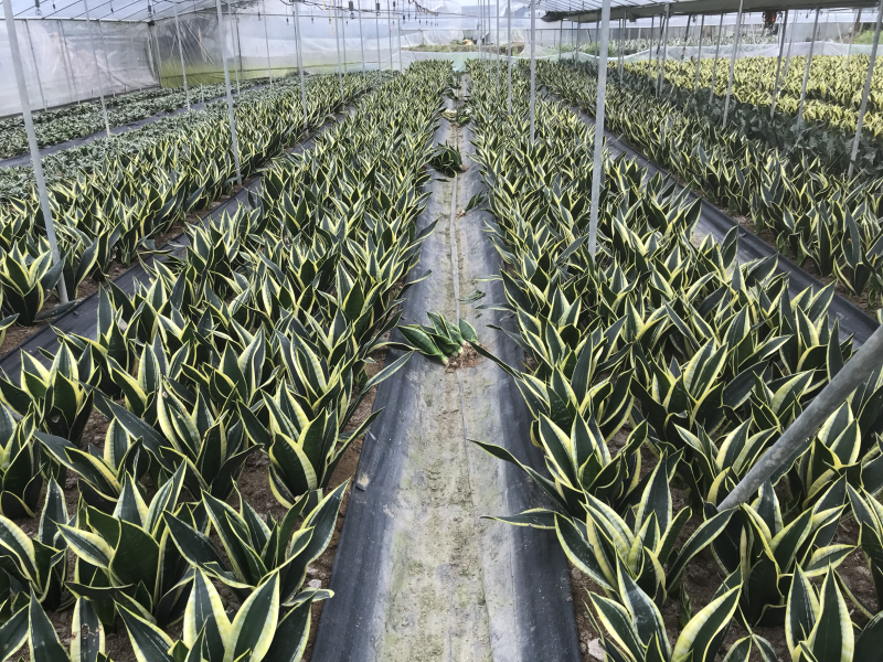 虎皮兰裸根序列绿植盆栽基地一手批发电商直销多肉植物