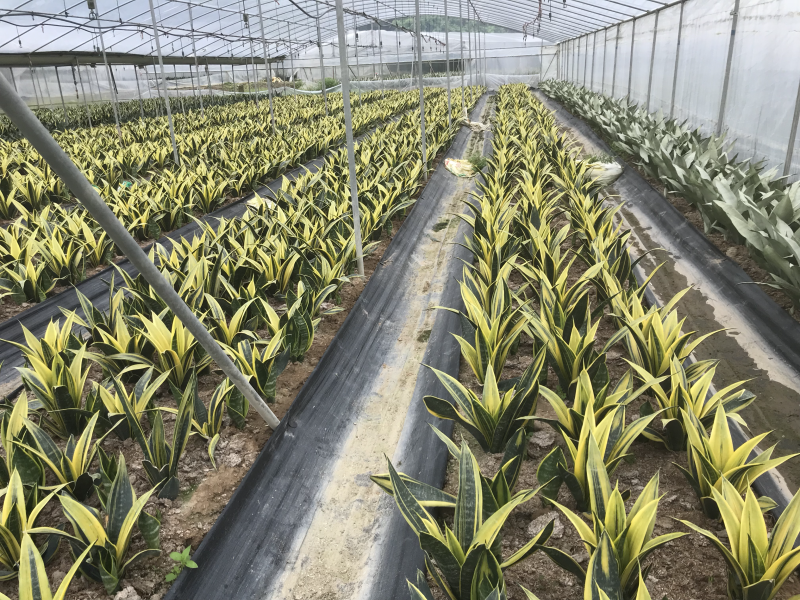 虎皮兰裸根序列绿植盆栽基地一手批发电商直销多肉植物