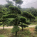 罗汉松盆景树桩花卉盆栽庭院绿植造型松树盆景