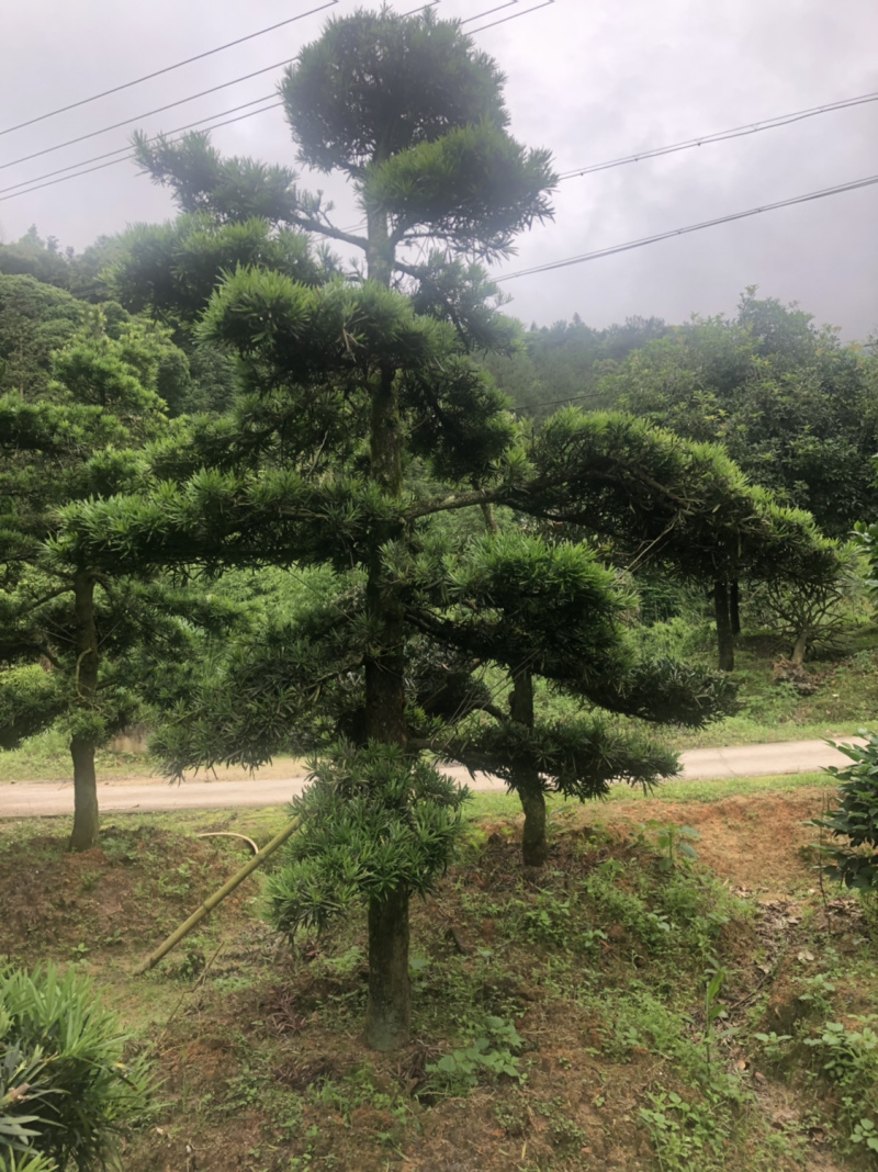 罗汉松盆景树桩花卉盆栽庭院绿植造型松树盆景